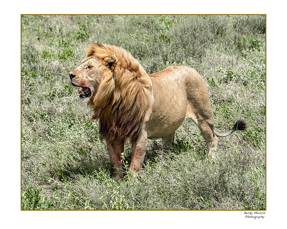 16x20-105-BK-OLMY6282