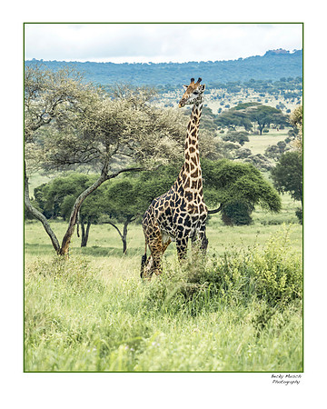 16x20-33-BK-OLMY2446
